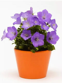 Колокольчик карпатский Rapido Blue (Рапидо Блу) 