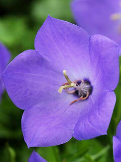 Колокольчик карпатский Rapido Blue (Рапидо Блу) 