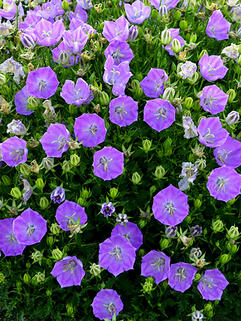 Колокольчик карпатский Rapido Blue (Рапидо Блу) 