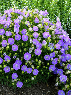 Колокольчик карпатский Rapido Blue (Рапидо Блу) 