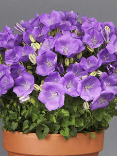 Колокольчик карпатский Rapido Blue (Рапидо Блу) 