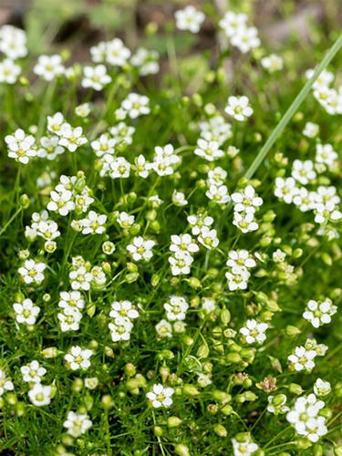 Мшанка шиловидная Dubliner (Даблинер)