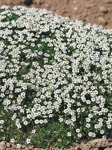 Мшанка шиловидная Dubliner (Даблинер)