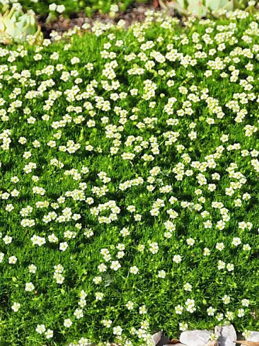 Мшанка шиловидная Dubliner (Даблинер)