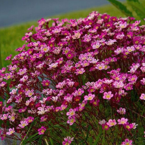 Камнеломка Purple Robe