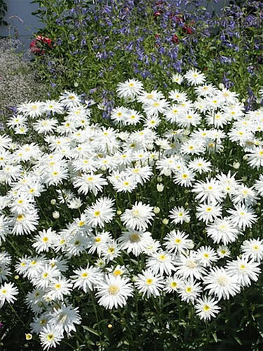 Нивяник Wirral Supreme (Виррал Суприм)