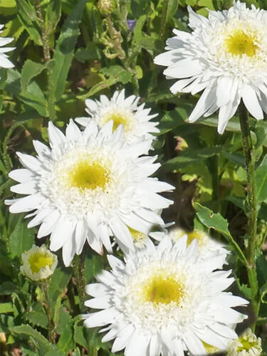 Нивяник Wirral Supreme (Виррал Суприм)