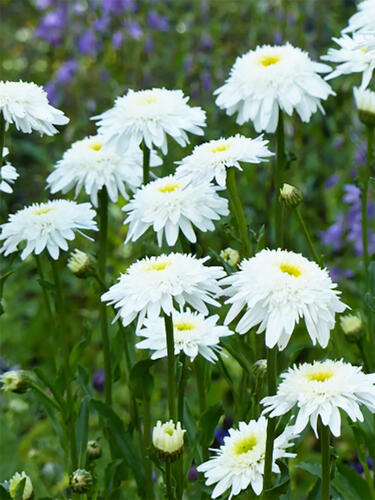 Нивяник Wirral Supreme (Виррал Суприм)