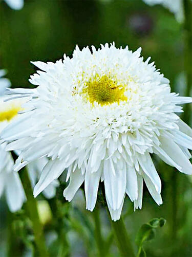 Нивяник Wirral Supreme (Виррал Суприм)