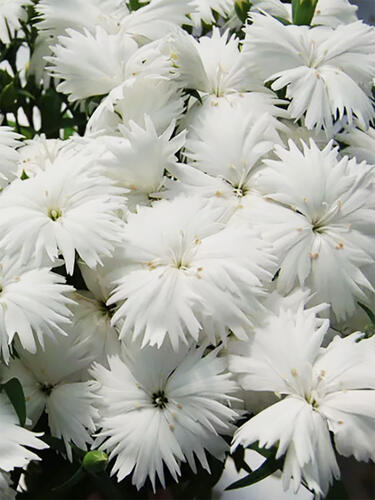 Гвоздика китайская Diana White (Диана Вайт)