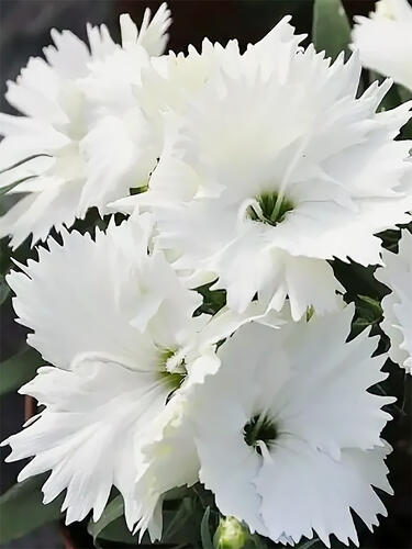 Гвоздика китайская Diana White (Диана Вайт)