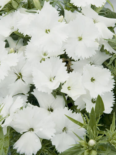 Гвоздика китайская Diana White (Диана Вайт)