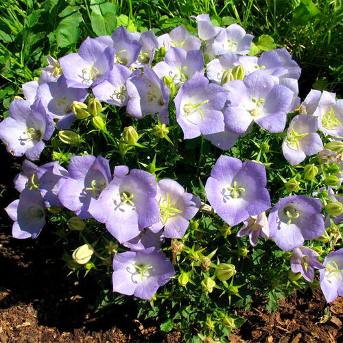 Колокольчик Campanula carpatica (Карпатский)