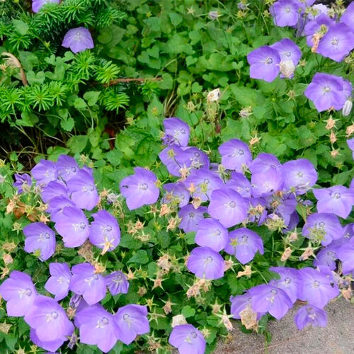 Колокольчик Campanula carpatica (Карпатский)