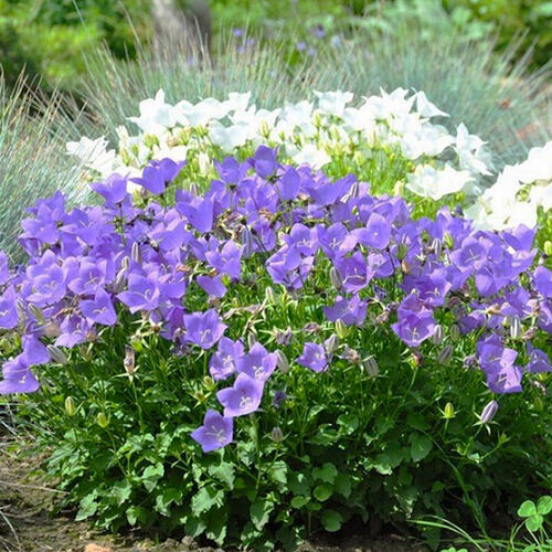 Колокольчик Campanula carpatica (Карпатский)