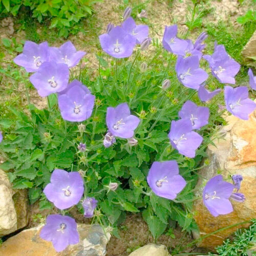 Колокольчик Campanula carpatica (Карпатский)