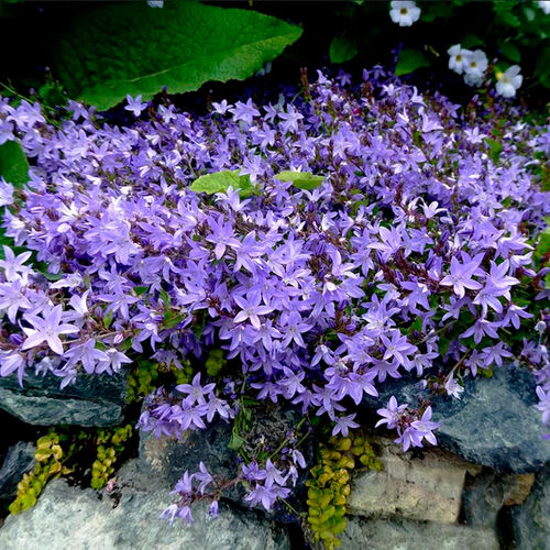 Колокольчик Campanula poscharskyana (Пожарского)