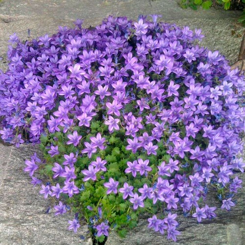 Колокольчик Campanula poscharskyana (Пожарского)