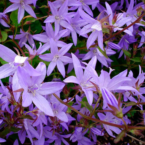 Колокольчик Campanula poscharskyana (Пожарского)