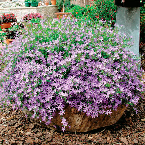 Колокольчик Campanula poscharskyana (Пожарского)