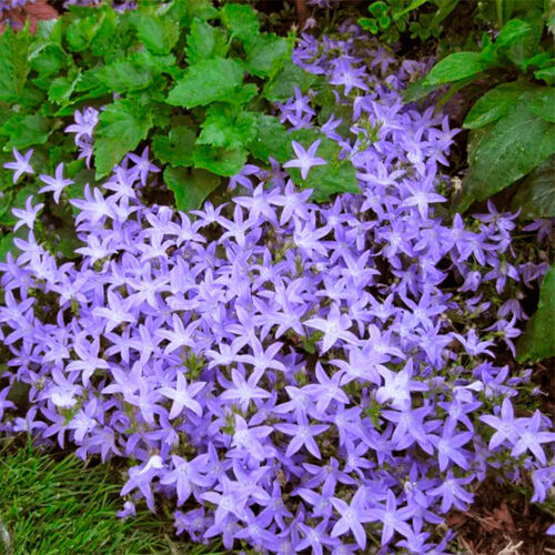 Колокольчик Campanula poscharskyana (Пожарского)