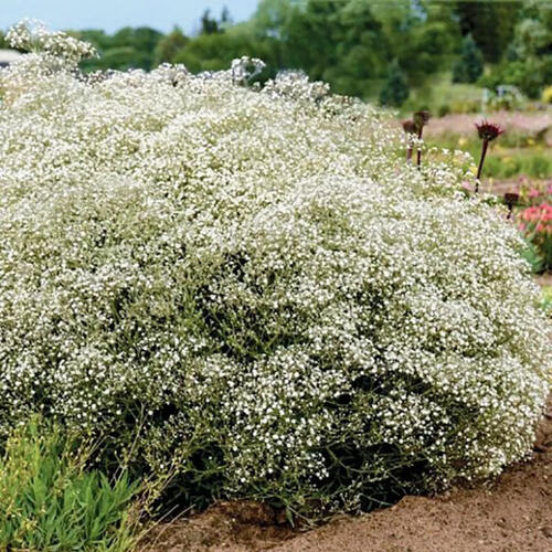 Гипсофила Paniculata Wit (Паникулята Вайт)