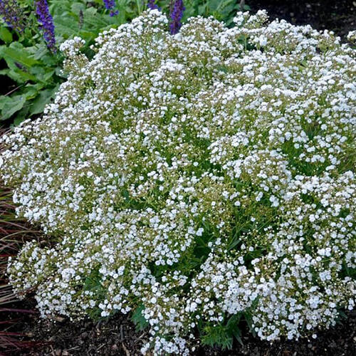 Гипсофила Paniculata Wit (Паникулята Вайт)