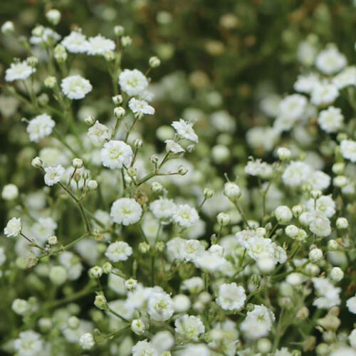 Гипсофила Paniculata Wit (Паникулята Вайт)