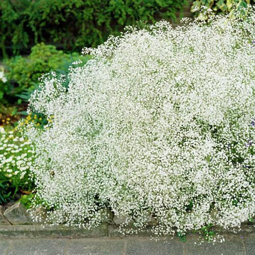 Гипсофила Paniculata Wit (Паникулята Вайт)