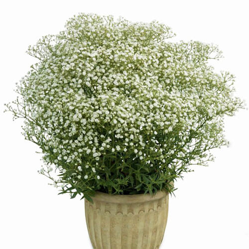 Гипсофила Paniculata Wit (Паникулята Вайт)