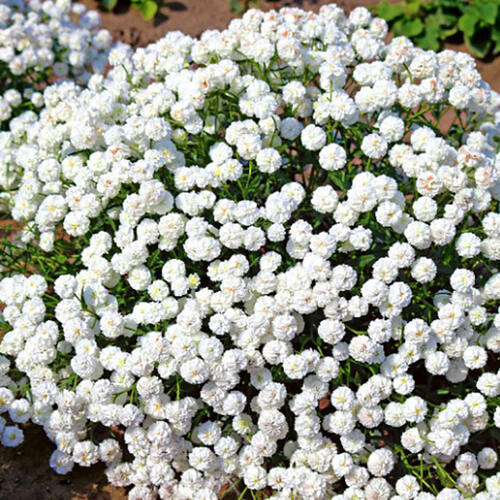 Тысячелистник Diadem (Диадем)