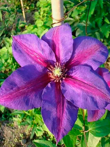 Клематис Mrs N. Thompson (Миссис Томпсон) 2 группа