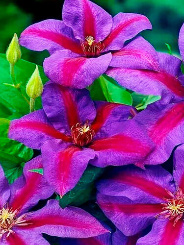 Клематис Mrs N. Thompson (Миссис Томпсон) 2 группа