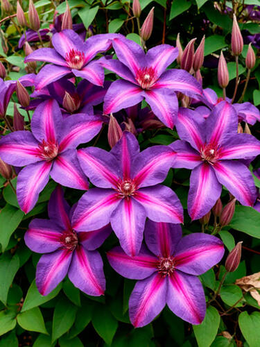 Клематис Mrs N. Thompson (Миссис Томпсон) 2 группа