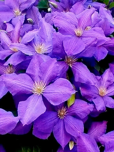 Клематис гибридный Jackmanii (Джекмана) 3 группа