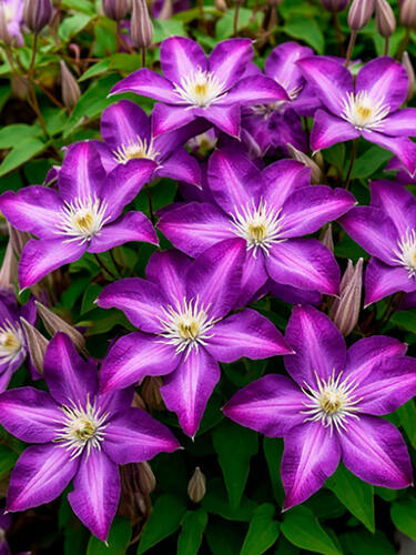 Клематис Little Bas (Литтл Бас) 3 группа