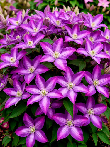 Клематис Little Bas (Литтл Бас) 3 группа