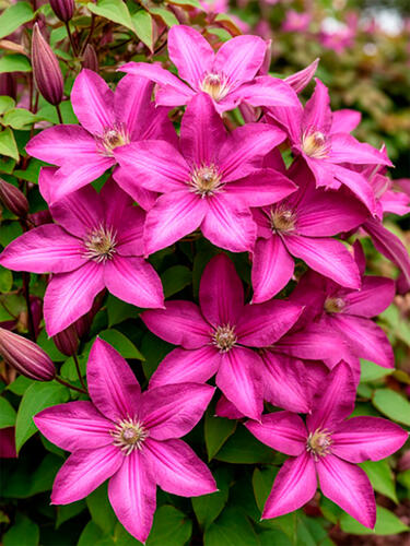 Клематис Vino (Вино) 2 группа