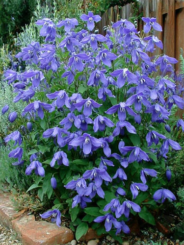 Клематис  Integrifolia (Интегрифолия) 3 группа