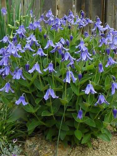 Клематис  Integrifolia (Интегрифолия) 3 группа