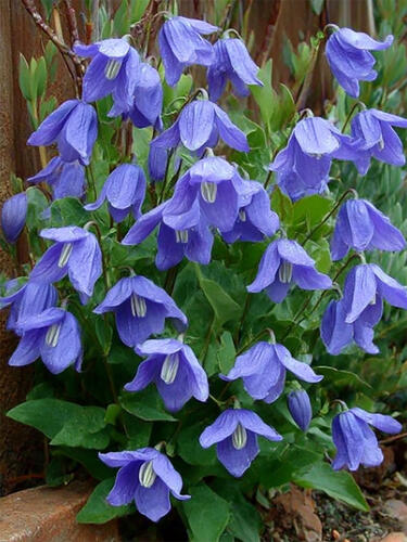 Клематис  Integrifolia (Интегрифолия) 3 группа