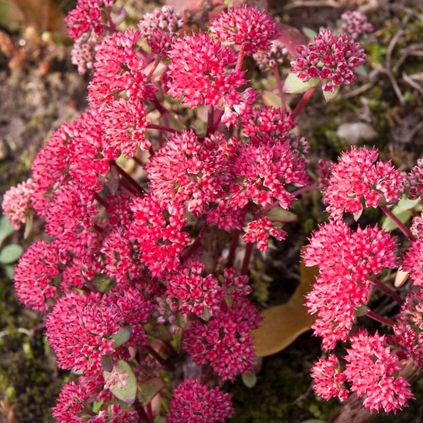 Устойчивость к болезням и вредителям