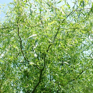 Ива извилистая Свердловская 