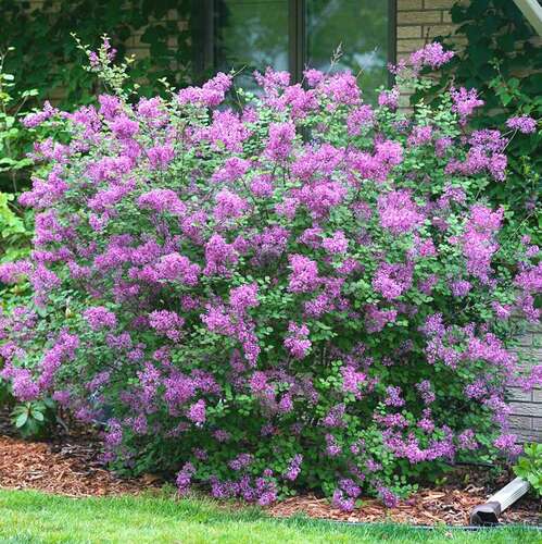 Сирень мейера Flowerfesta purple (Флауэрфест пурпл)
