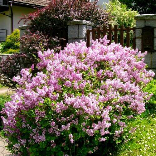 Сирень мейера Flowerfesta purple (Флауэрфест пурпл)