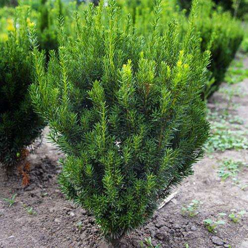 Тис Средний Фото