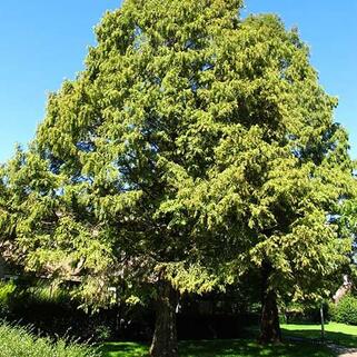 Метасеквойя древнейшая (Metasequoia glyptostroboides)