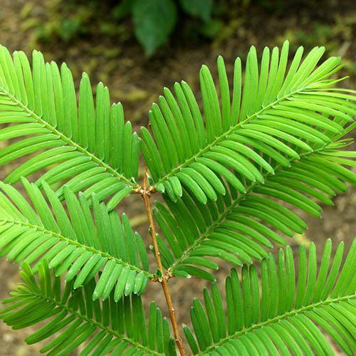 Метасеквойя древнейшая (Metasequoia glyptostroboides)