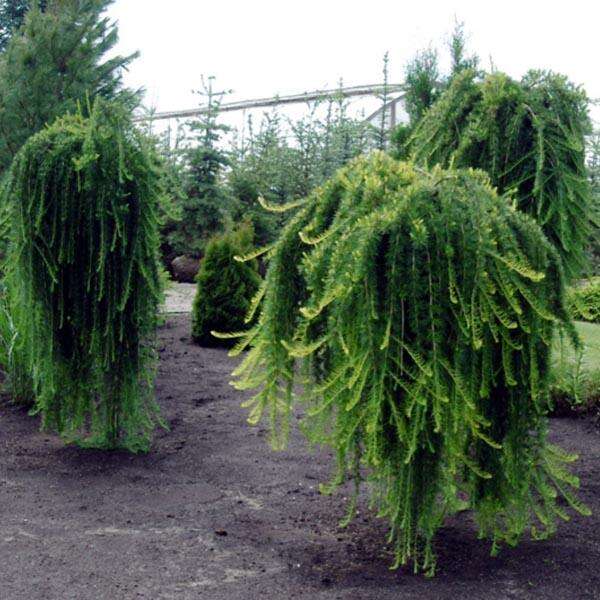 Лиственница Кемпфера Фото Окружающий Мир