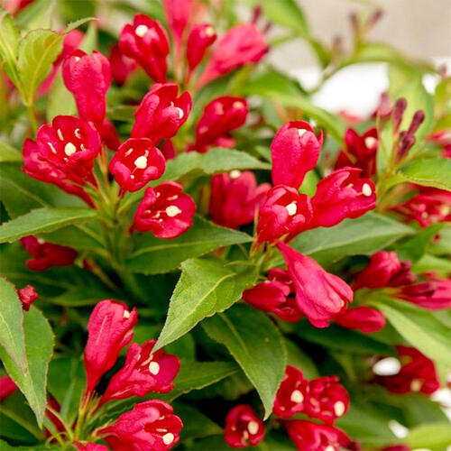 Вейгела All Summer Red (Ол Саммер Рэд)